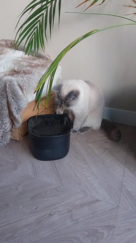 Pettadore