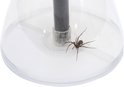 Een bruine spin in een doorzichtige insectenvanger.
