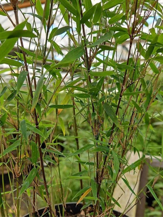 Plant