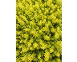 6 x Sedum reflexum 'Angelina' - Tripmadam - pot 9 x 9 cm