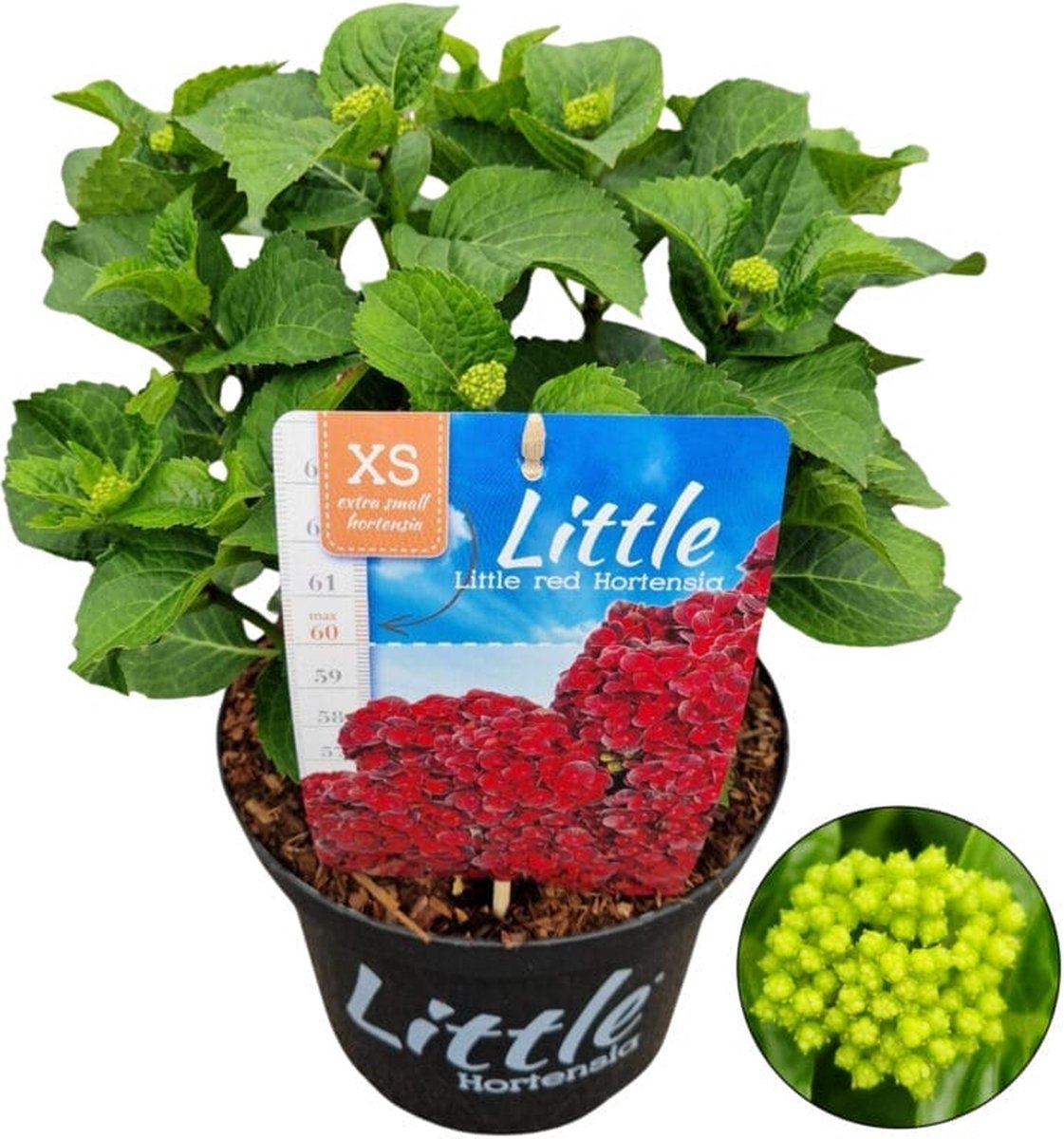 Hydrangea m. Little Red - Set van 5 - Dwerg Hortensia - Pot 2 liter - Bloemkleur Rood