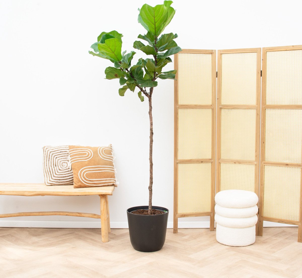 Ficus Lyrata op stam - 150cm