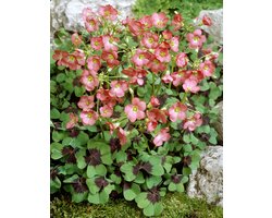 Oxalis Deppei Iron Cross | 20 stuks | Klaverzuring | Geluksklaver