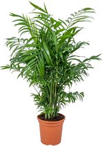 Bloomique - Chamaedorea Elegans - Mexicaanse Dwergpalm - Kamerplanten - Luchtzuiverend - Diervriendelijk - Gemakkelijk in onderhoud - 50-60 cm Hoog - Pot 17 cm