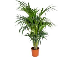 Bloomique - Howea Forsteriana - Kentia Palm - Kamerplanten - Luchtzuiverend - Diervriendelijk - Hoogte 120-140 cm - Pot 24 cm