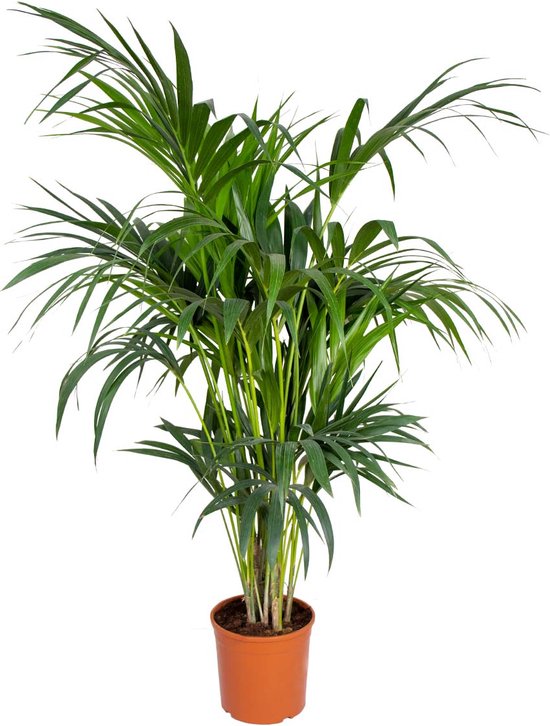 Howea 'Forsteriana' - Kentiapalm - Kamerplant - Luchtzuiverend - ⌀24 cm - ↕120-130 cm