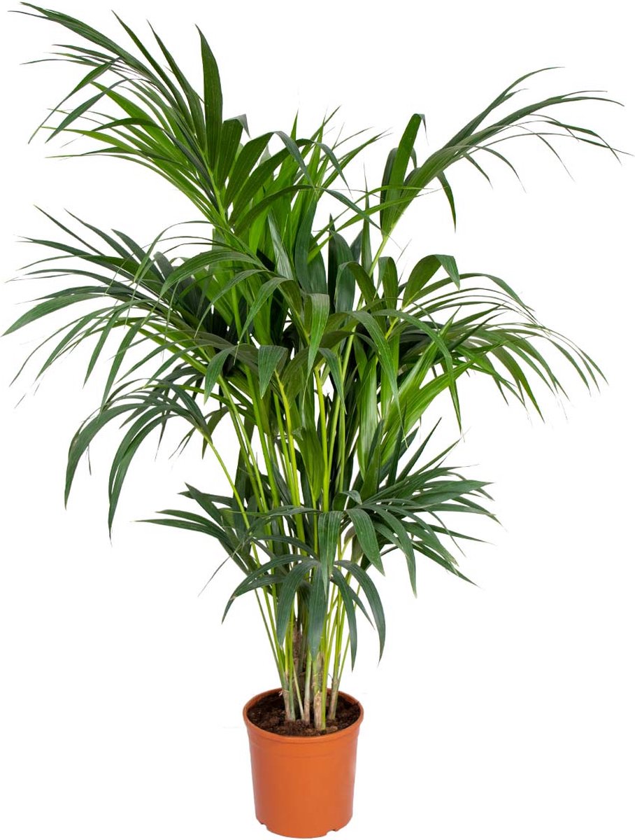 Bol.com Bloomique - Howea Forsteriana - Kentia Palm - Kamerplanten - Luchtzuiverend - Diervriendelijk - Hoogte 120-140 cm - Pot ... aanbieding