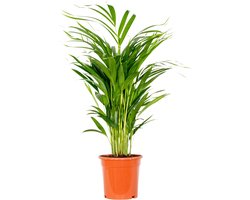 Dypsis Lutescens - Goudpalm - Areca - Palm - Kamerplanten - Luchtzuiverend - Diervriendelijk - 60-70 cm Hoog - Pot 17 cm