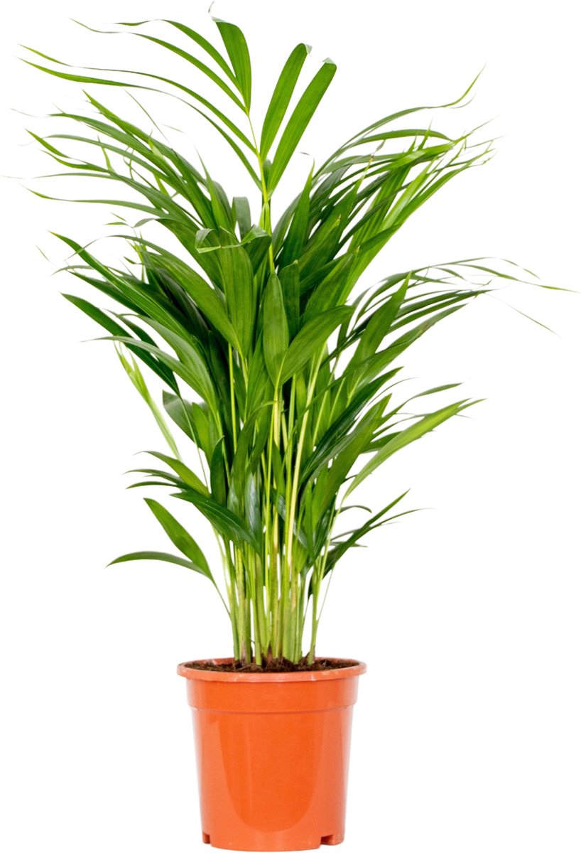 Dypsis Lutescens - Goudpalm - Kamerplant - Onderhoudsvriendelijk - ⌀17 cm - 60-70 cm