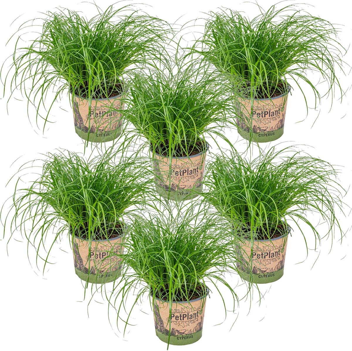 Bol.com Bloomique - Set van 6 - Cyperus Zumula - Kattengras - Kamerplanten - Diervriendelijk - Hoogte 20-30 cm - Pot 12 cm aanbieding