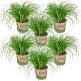 Bloomique - Set van 6 - Cyperus Zumula - Kattengras - Kamerplanten - Diervriendelijk - 20-30 cm Hoog - Pot 12 cm
