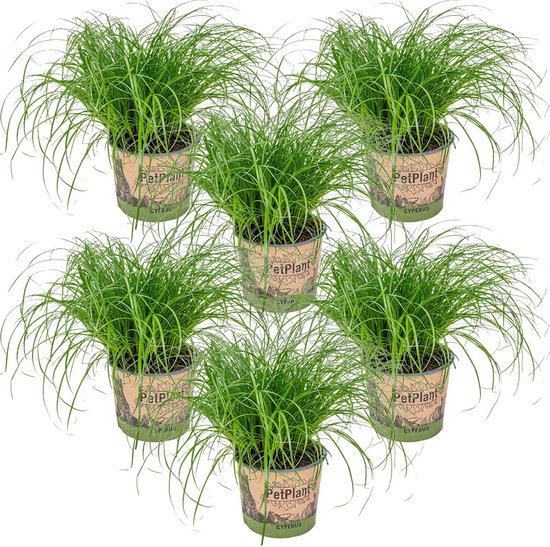 Foto: 6x cyperus zumula kattengras kamerplant huisdiervriendelijk 12 cm 20 25 cm