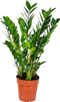 Bloomique - Zamioculcas Zamiifolia - Kamerpalm - ZZ Plant - Kamerplanten - Luchtzuiverend - Zeer Gemakkelijk in onderhoud - 50-60 cm Hoog - Pot 17 cm