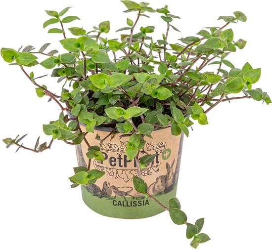 Schildpad plant - Calissia Repens per stuk | PetFriendly - Kamerplant ⌀12 cm - ↕20 cm