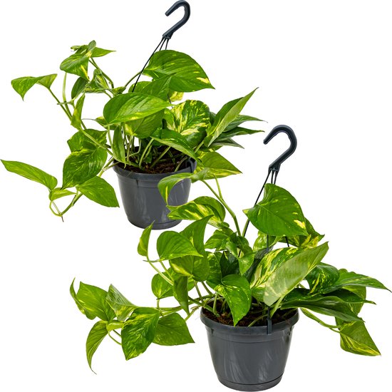 Foto: Scindapsus aureum in hangpot per 2 stuks epipremnum kamerplant 17 cm 25 cm