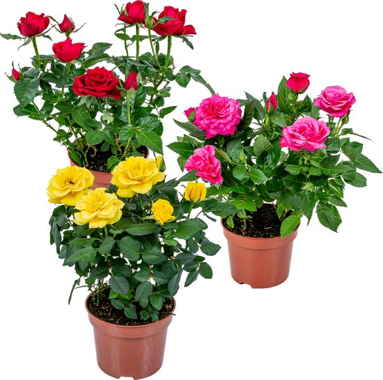 Bloomique - Lot de 3 - Rosiers Nains - Rouge, Jaune, Rose - Plantes d’intérieur & extérieur - Terrasse & Jardin - Rustique - 20-30 cm de Haut - Pot 12 cm