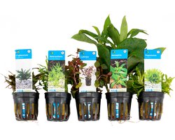 Bloomique - Mix van 5 - Aquarium Planten - Zoetwater Planten - Zuiverend - Zuurstof Planten - Pogostemon, Heternantera, Cryptocoryne, Nomaphila, Ludwigia - 5-20 cm Hoog