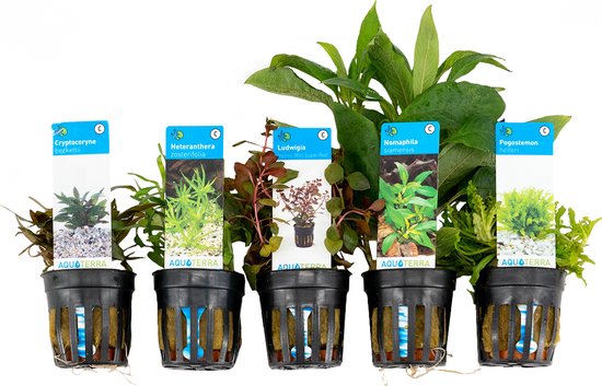Bloomique Mix van 5 Aquarium Planten