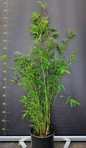 3 meter Fargesia Nitida Winter Joy haag | 5.5L Kweekpot - 150 cm+ planthoogte | 9 stuks | Voor 3 meter Bamboe Haag | Privacy scherm | Beschutting | Privacy bescherming | Afscheiding | Groenblijvende planten - Niet-woekerend | Winterhard | Wintergroen