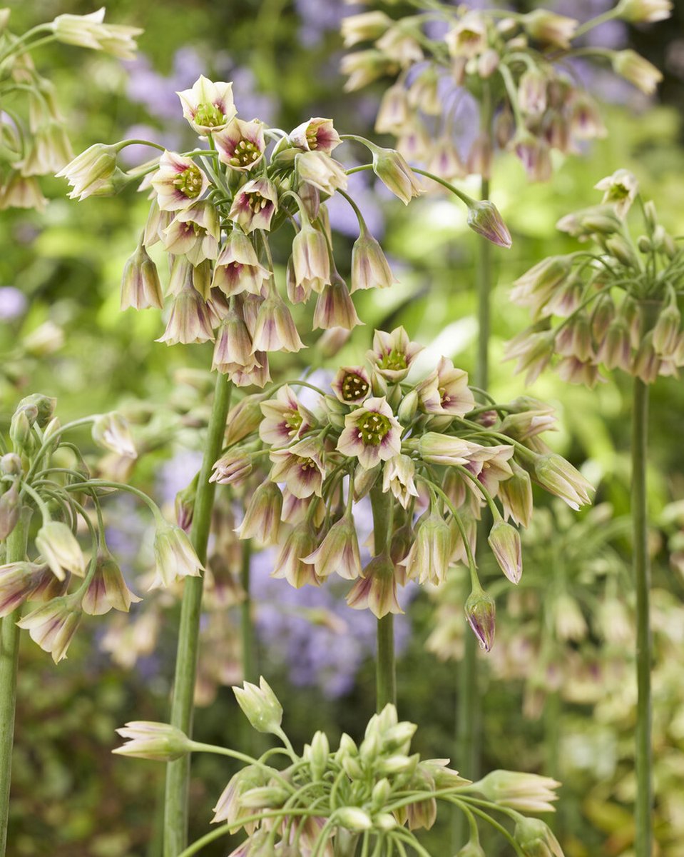Allium Siculum | 5 stuks | Sierui | Alliumbol