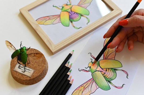 Hand kleurt een tekening van een kever met potloden.
