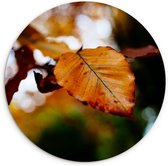 Wall Circle - Wall Circle Indoor - Beuk - Automne - Feuilles - 90x90 cm - Décoration murale - Peintures Ronds