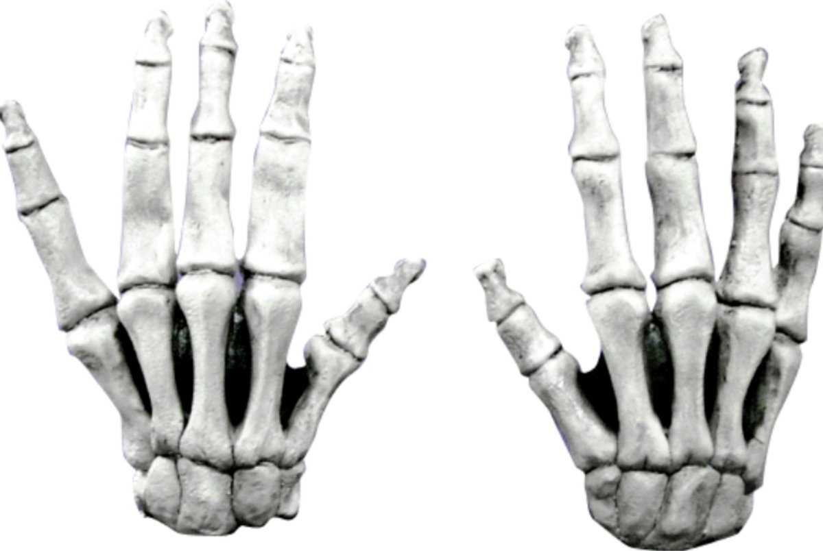 "Korte Skelet handschoenen voor volwassenen Halloween - Verkleedattribuut - One size"