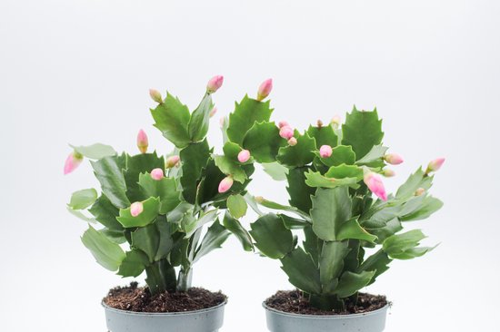 Foto: Ikhebeencactus schlumbergera lidcactus roze prachtige bloeiende cactus kerstcactus set 2 stuks 8 5 cm pot