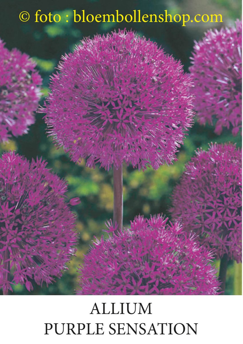 Allium Purple Sensation 25 bollen