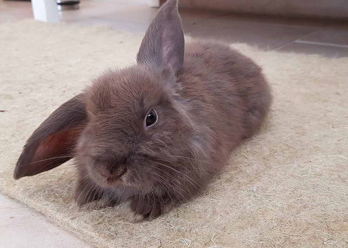Hennep knaagdierentapijt - Dierenbenodigdheden kopen? | Korting tot 43