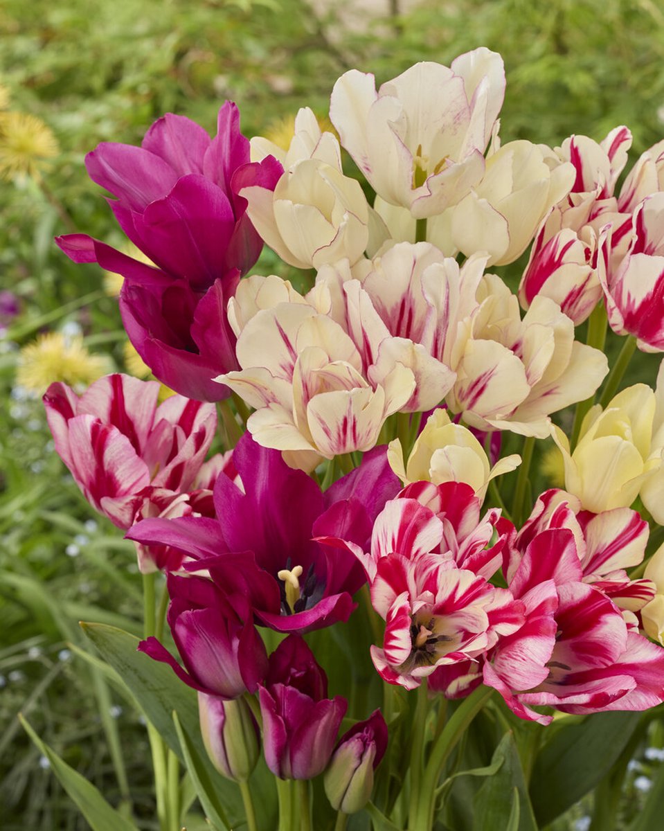 Tulp Meerbloemig Mix | 10 stuks | Tulpenbollen