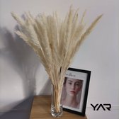 YAR Flowerie - Pampas Pluimen beige - 40 stuks - Droogbloemen Boeket – Natuurlijk Gedroogde Bloemen – Pampasgras 60 cm