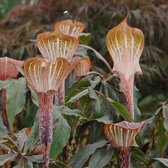 Jan op de Preekstoel (Arisaema) nepenthoides | 1 stuk | Schaduwplant | tuinplant schaduw | Wortelstok | Geschikt voor in Pot | Wit | 100% Bloeigarantie | QFB Gardening