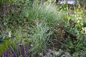 4 x Miscanthus sinensis 'Silver Cloud' ® / nieuw / slechts 80 cm hoog / rood bloeiend olifantengras / 9 cm pot