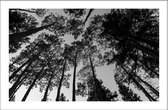 Walljar - Zonnige Bomen - Zwart wit poster