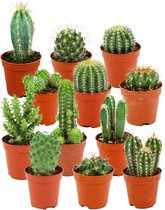 ZynesFlora - Mini Cactussen Mix - 12 Stuks - Ø 5,5 cm - Hoogte: 5-10 cm - Cactus - Kamerplant