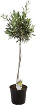 ZynesFlora - Olea Europea – Olijfboom - Ø 21 cm - ↕ Hoogte: 80-90 cm – Buitenplant - Tuinplant - Winterhard