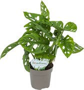 Lovin Green - Monstera Obliqua - Monkey Mask - Ø 12 cm - ↕ Hoogte: 25-35cm – Gatenplant - Kleine kamerplant
