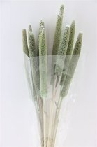 Gedroogd Babala Mint - 10 Stuks - Droogbloemen - Dried Flowers - GRATIS VERZENDING