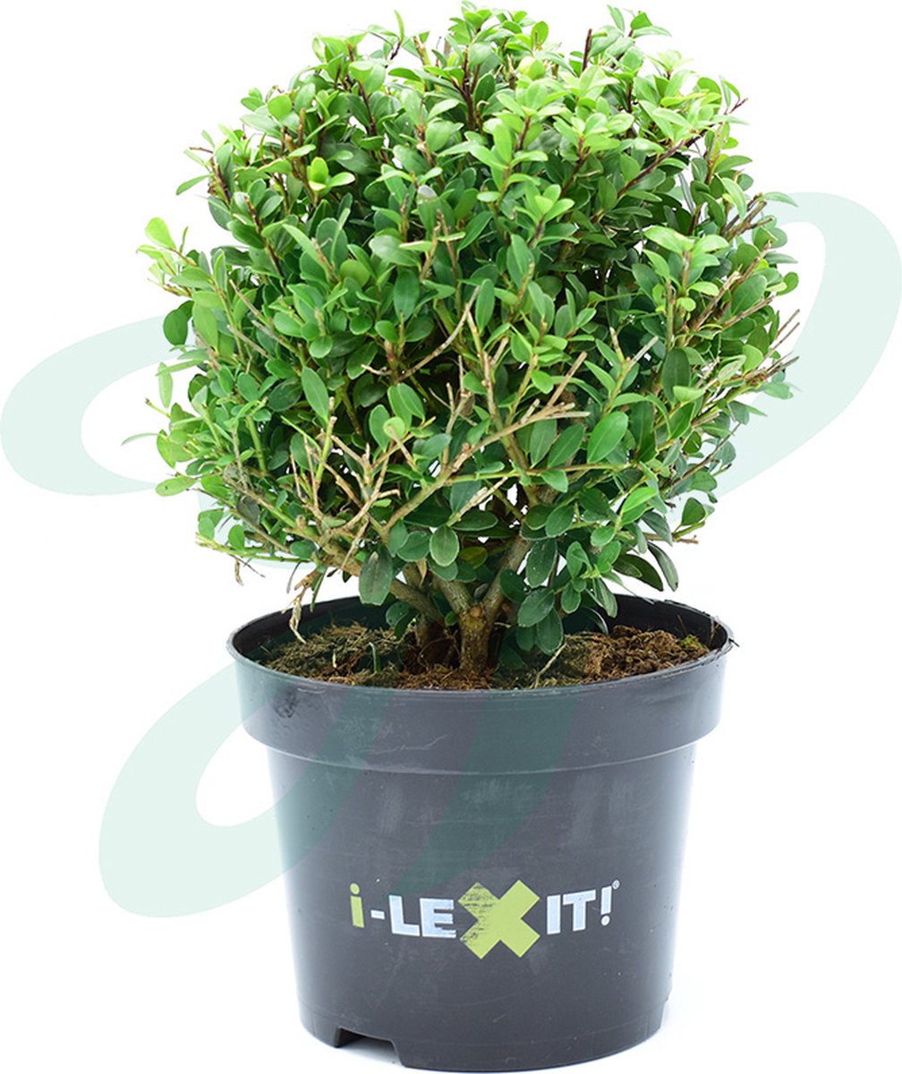 Japanse Hulst Ilex crenata Green Hedge Haag 15-20 Pot | Heijnen Planten Japanse Hulst Ilex crenata Green Hedge Haag 15-20 Pot | Heijnen Planten