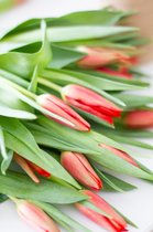 Verse tulpen / direct van de Nederlandse kweker / 50 stuks - 35cm hoogte