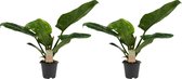 Philodendron Imperial Green 2 stuks - Standplaats: Halfschaduw Waterbehoefte: Gemiddeld Kweker: JoGrow - Hoogte: ↑ 35 cm - Half-schaduw - Waterbehoefte: Gemiddeld -