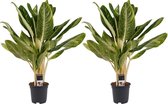 Aglaonema Keylime 2 stuks - Hoogte: ↑ 60 cm - Half-schaduw - Waterbehoefte: weinig - diameter pot: 17 cm
