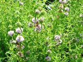 Engelse watermunt (Preslia cervina) - Vijverplant - 3 losse planten - Om zelf op te potten - Vijverplanten Webshop