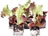 Sla - Rode krulsla - Lollo Rossa planten - 10 planten - groenteplanten - in blokken van 4x4cm
