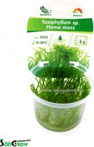 Flame moss (Taxiphyllum sp.) - Epaqvitro 100 ml cup