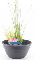 Terrasvijver Set - Minivijver vijverbak inclusief verschillende planten in mix, vijvermand, vijvergrind en vijveraarde - Voor Balkon, Tuin, Terras - Antraciet