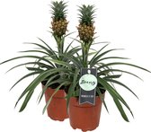 Breasy Ananasplant | anti-snurk plant | 2 stuks | Ø 13cm |  35-40 cm