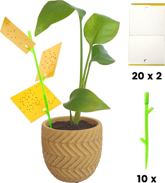 Aniway® - Fruitvliegjes vanger - 40 stuks (20 x 2) - Rouwvliegjes bestrijden - Rouwvliegjes - Sterke kleefkracht - Voor buiten en binnen