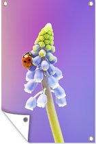 Muurdecoratie Lieveheersbeestje op een muscari bloem - 120x180 cm - Tuinposter - Tuindoek - Buitenposter